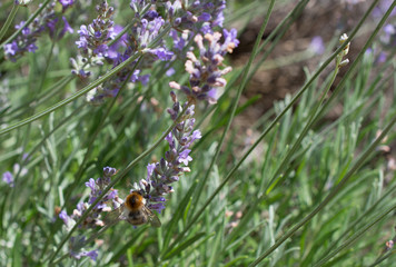 Biene und Lavendel