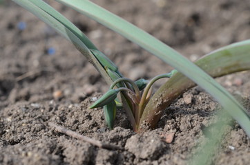 Тюльпан дваждыпоникающий в бутонах Tulipa binutans