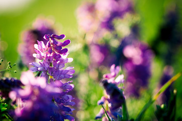 Violet field flower in sunset