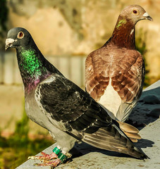 gołebie  © krzysiek