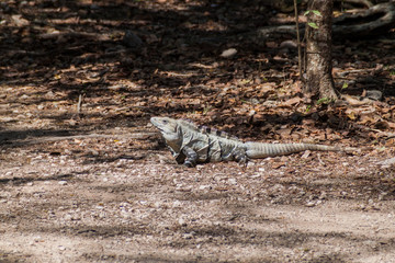 Black Iguana at the Mayan archeological site Chichen Itza, Mexico