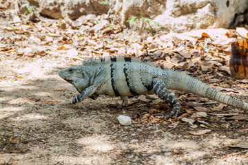 Black Iguana at the Mayan archeological site Chichen Itza, Mexico