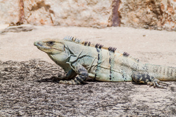 Black Iguana the ruins of the ancient Mayan city Uxmal, Mexico