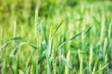 Wheat spikes are green in the field in summer or early spring with sunlight on a bright day.