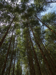 Trees