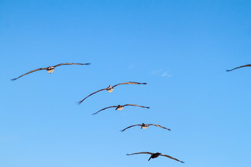 Brown pelican (Pelecanus occidentalis)