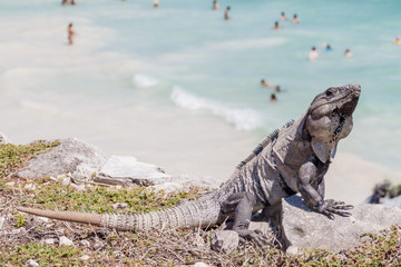 Black Iguana at the ruins of the ancient Maya city Tulum, Mexico. People at the beach in the background, out of focus.