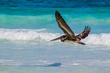 Brown pelican (Pelecanus occidentalis) near Tulum beach, Mexico