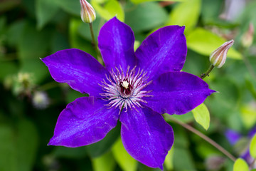 Clematis Viola