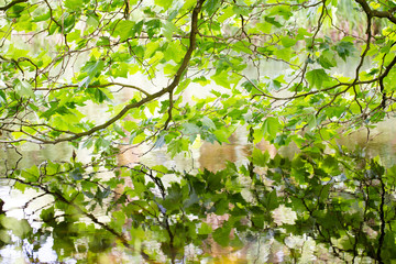 Nature scene. Spring tree reflected in water.