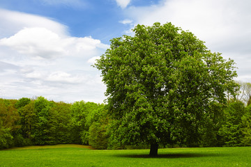 Fototapeta premium single chestnut tree on green meadow