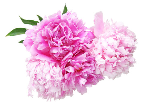 Fototapeta シャクヤク