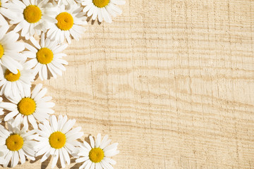 Daisies on rustic timber background