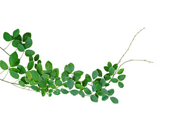 Tropical climbing vine (Cayratia trifolia (Linn.) Domin.) growing in wild isolated on white background, clipping path included.