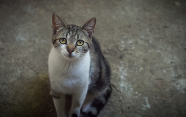 A female domestic cat posing in outdoors. Animal portrait.