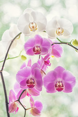 Orchids white and pink on blurred bokeh background.