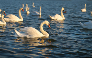 Photo of wonderful swans