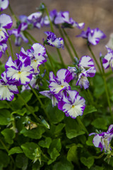 Fototapeta premium Viola cornuta
