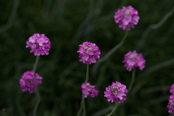Armeria maritima