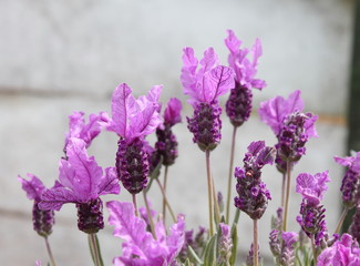 Topped Lavender