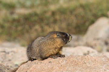 Yellow-bellied Marmot