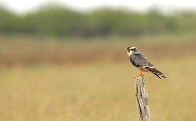 Aplomado falcon