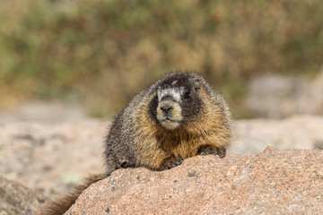 Yellow-bellied Marmot