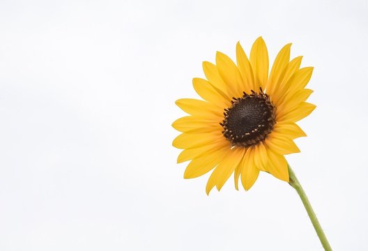 An up close view of a golden yellow Sunflower 