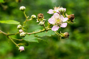 Rosa blühende Pflanzen