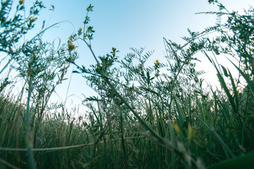Obraz na płótnie Canvas Field grass in the meadow on a summer evening fisheye.