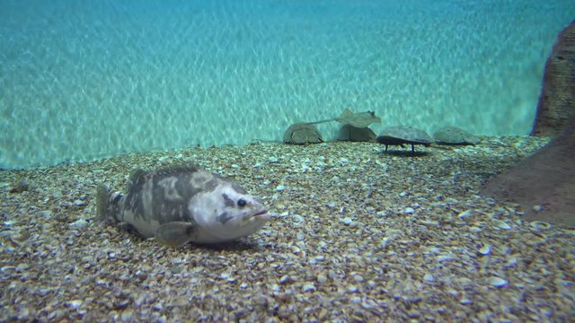 4K Wolf fish, ray and other exotic creatures in aquarium