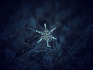 Snowflake glittering on dark blue textured background. Macro photo of real snow crystal: star plate...