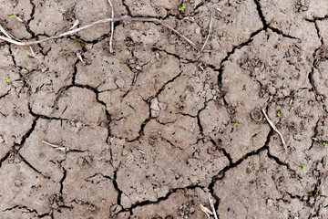 cracked earth