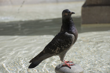 Dove in Fountain