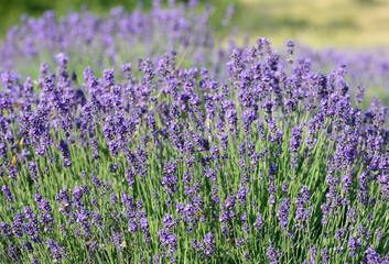 Violet lavender bunch