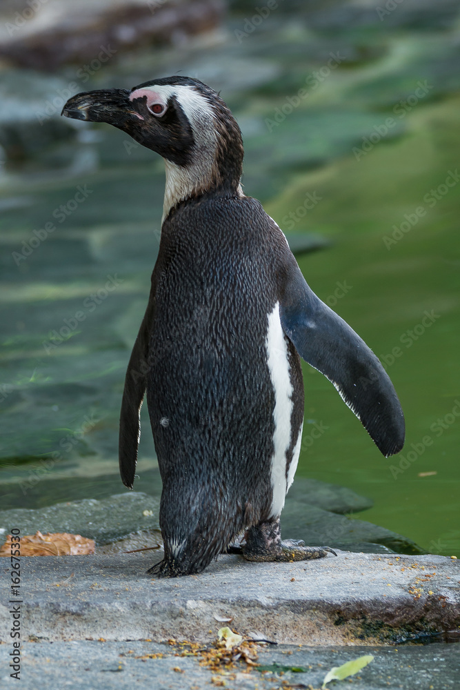 Wall mural Portrait of funny African penguin at close up