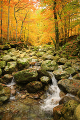 Obraz premium Autumn forest on Corsica Island, France