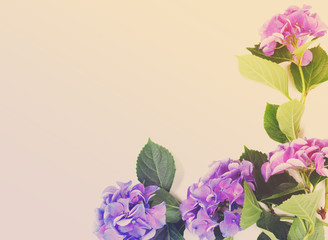 blue and violet hortensia flowers on white with copy space, retro toned