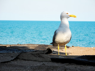 Obraz premium seagull on the background of the sea is standing on the roof