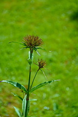 Turkish carnation on a blurred background/ Needle turkish carnation on a green blurred background. Nature, flowers, Russia, Moscow region, Shatura