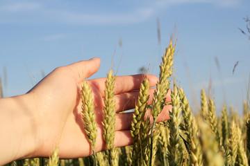 Fototapeta na wymiar Spikes of Wheat in Hand against the Blue Sky.