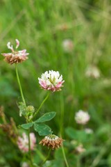 Clover Flower. Slovakia