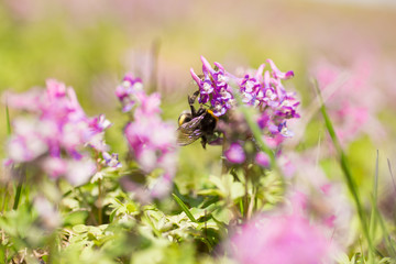 bumblebee on Lilac wild flowers