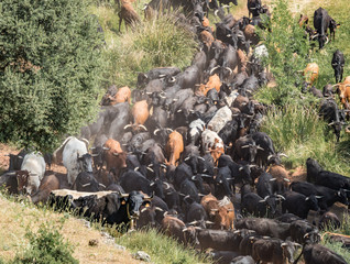 Traditional transhumance of a herd of cows in Spain - 162676197