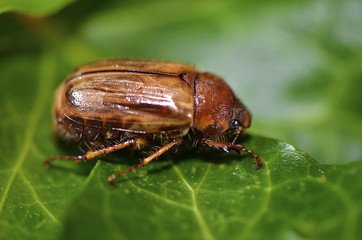 Ribbed beetle Brach (Amphimallon solstitiale)