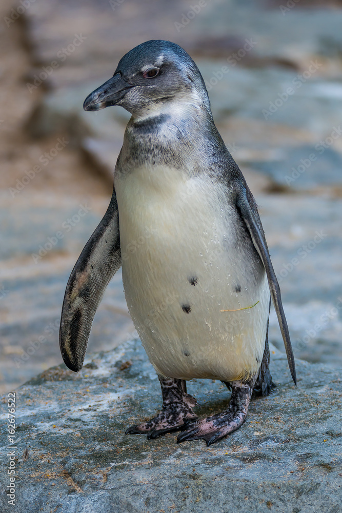 Wall mural Portrait of funny African penguin at close up