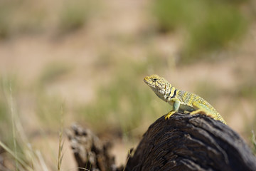 Perching Lizard
