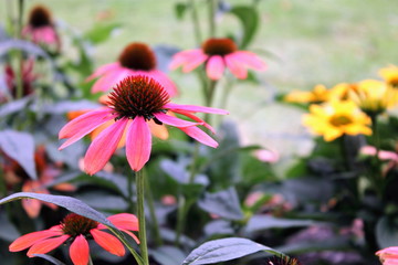 Echinacea Flowers
