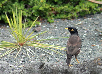 Common Myna Bird