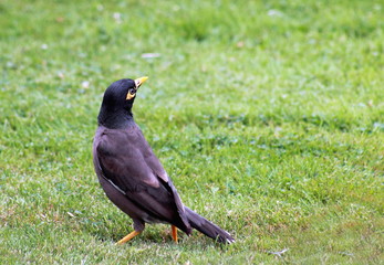 Common Myna Bird